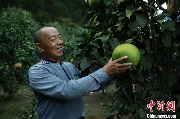 这座“柚”香“柚”甜的小城，有何致富密码？_这座“柚”香“柚”甜的小城，有何致富密码？_