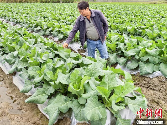 台山菜花怎么做好吃__台山菜花产地