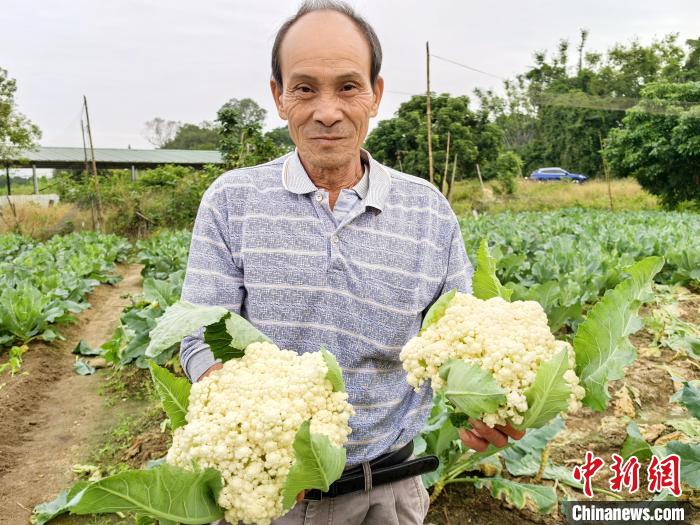 台山菜花产地_台山菜花怎么做好吃_