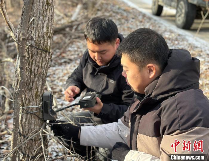 26岁巡护员与东北虎豹的日常：手持信号弹，守护人兽和谐共生